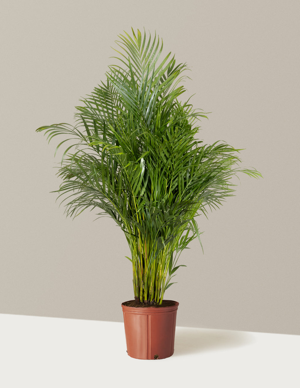 Areca Purifying Palm