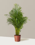 Areca Purifying Palm