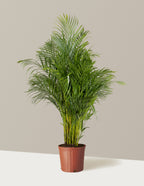 Areca Purifying Palm