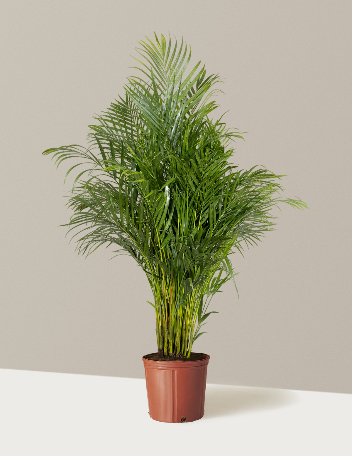 Areca Purifying Palm