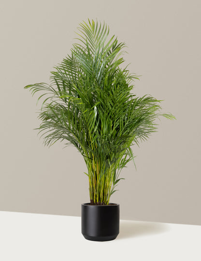 Areca Purifying Palm