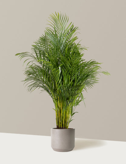 areca palm pot The Sill Areca Palm 6 in. Houseplants in Green