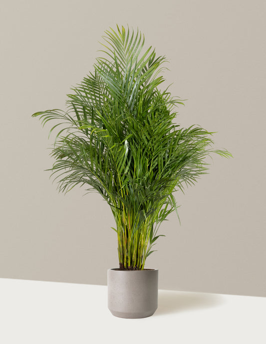 Areca Purifying Palm