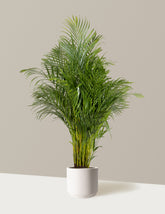 Areca Purifying Palm