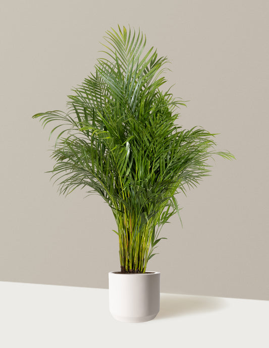 Areca Purifying Palm