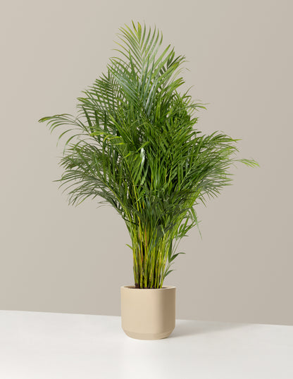 areca palm sand The Sill Areca Palm 6 in. Houseplants in Green