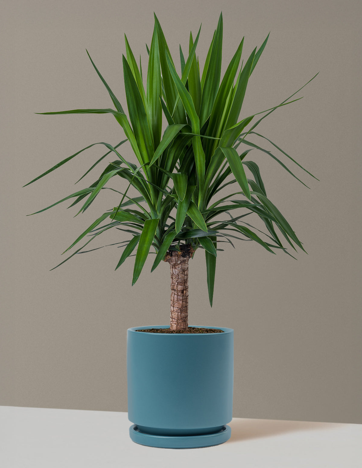 Yucca Plant