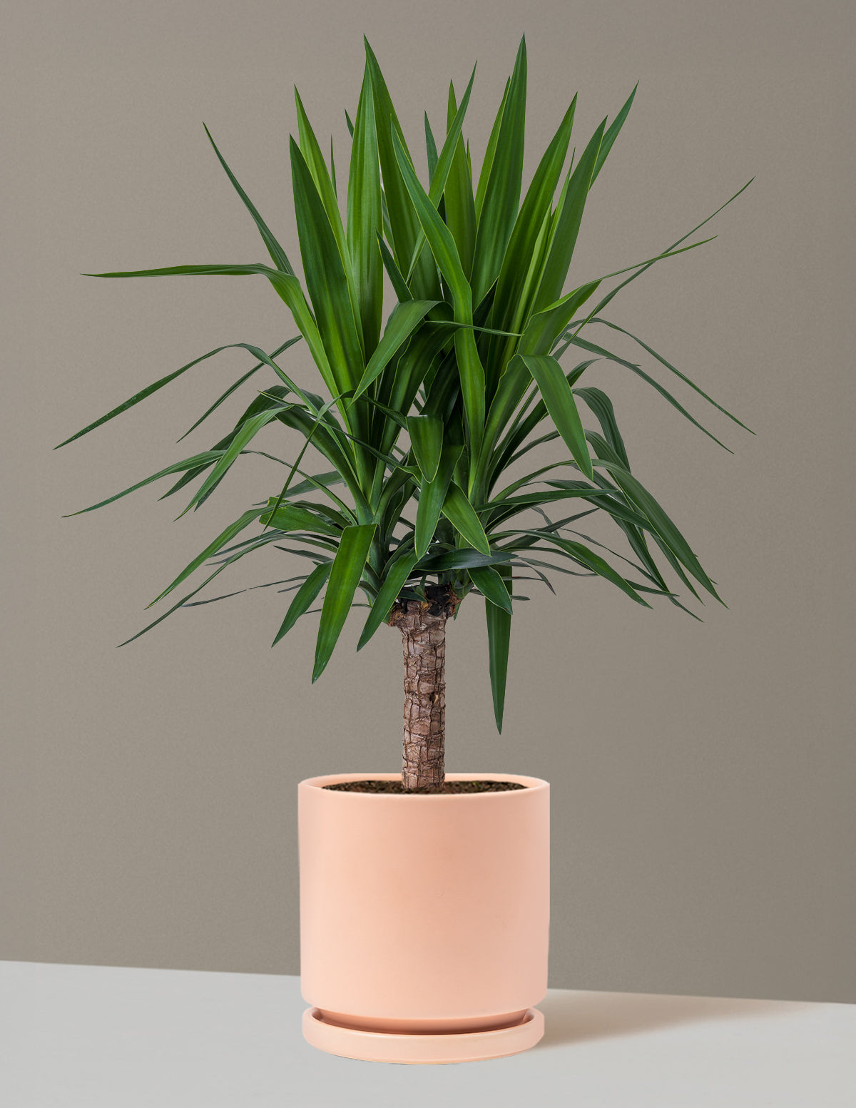 Large Yucca Plant | Tropical Houseplants for Delivery – The Sill