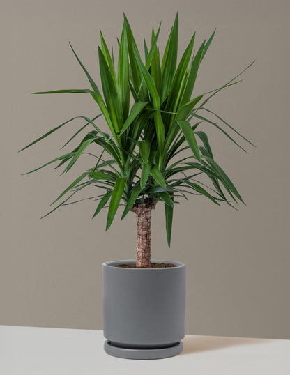 large indoor plant pot for yucca Yucca Plant Single Stem