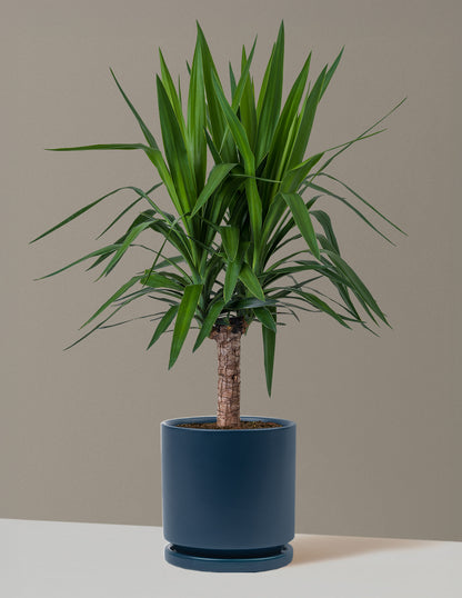 Yucca Plant
