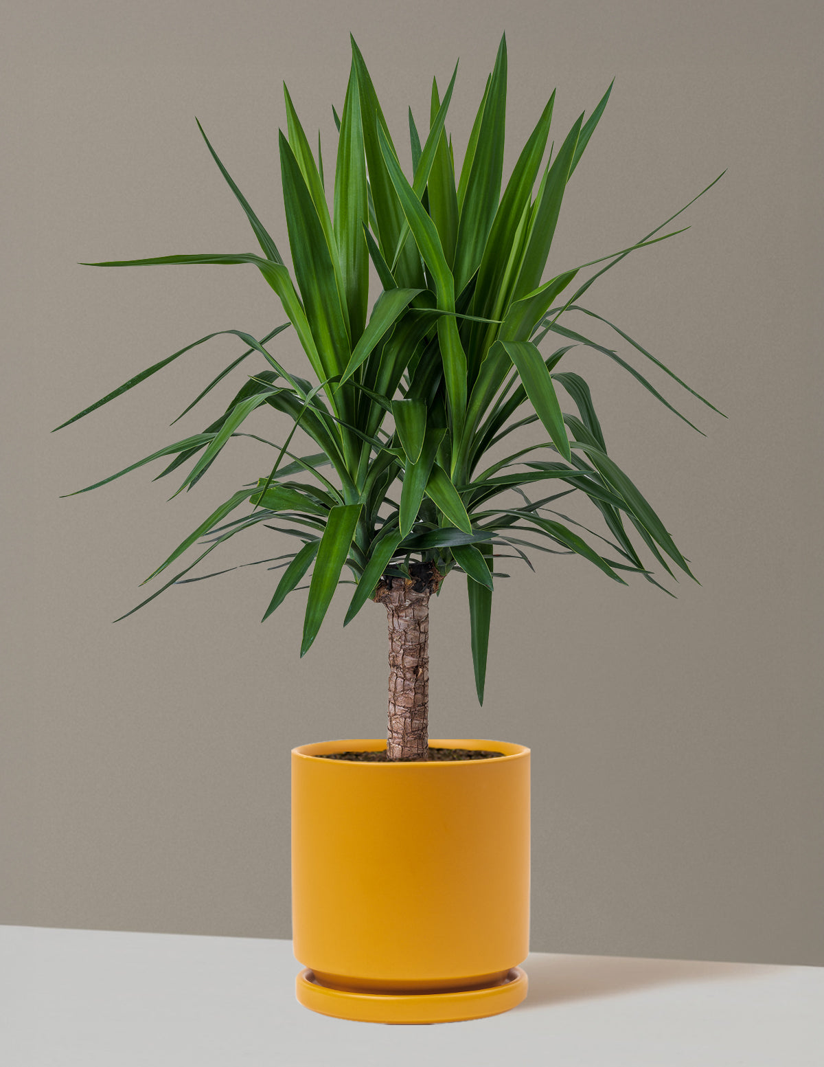 Large Yucca Plant | Tropical Houseplants for Delivery | The Sill