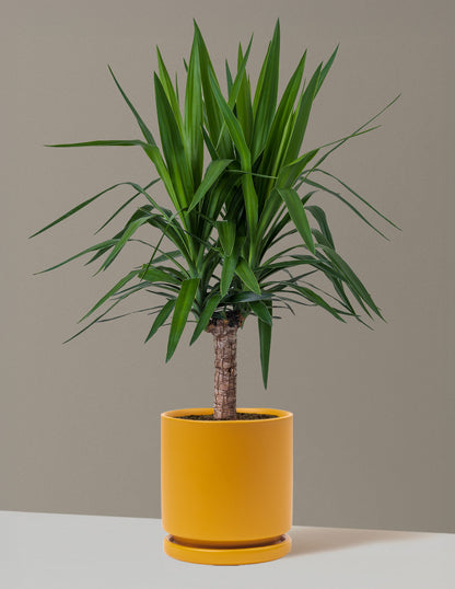 gal yucca cane plant Yucca Plant Single Stem