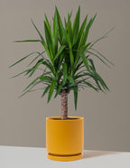 bundle | Large Single | Isabella | Mustard