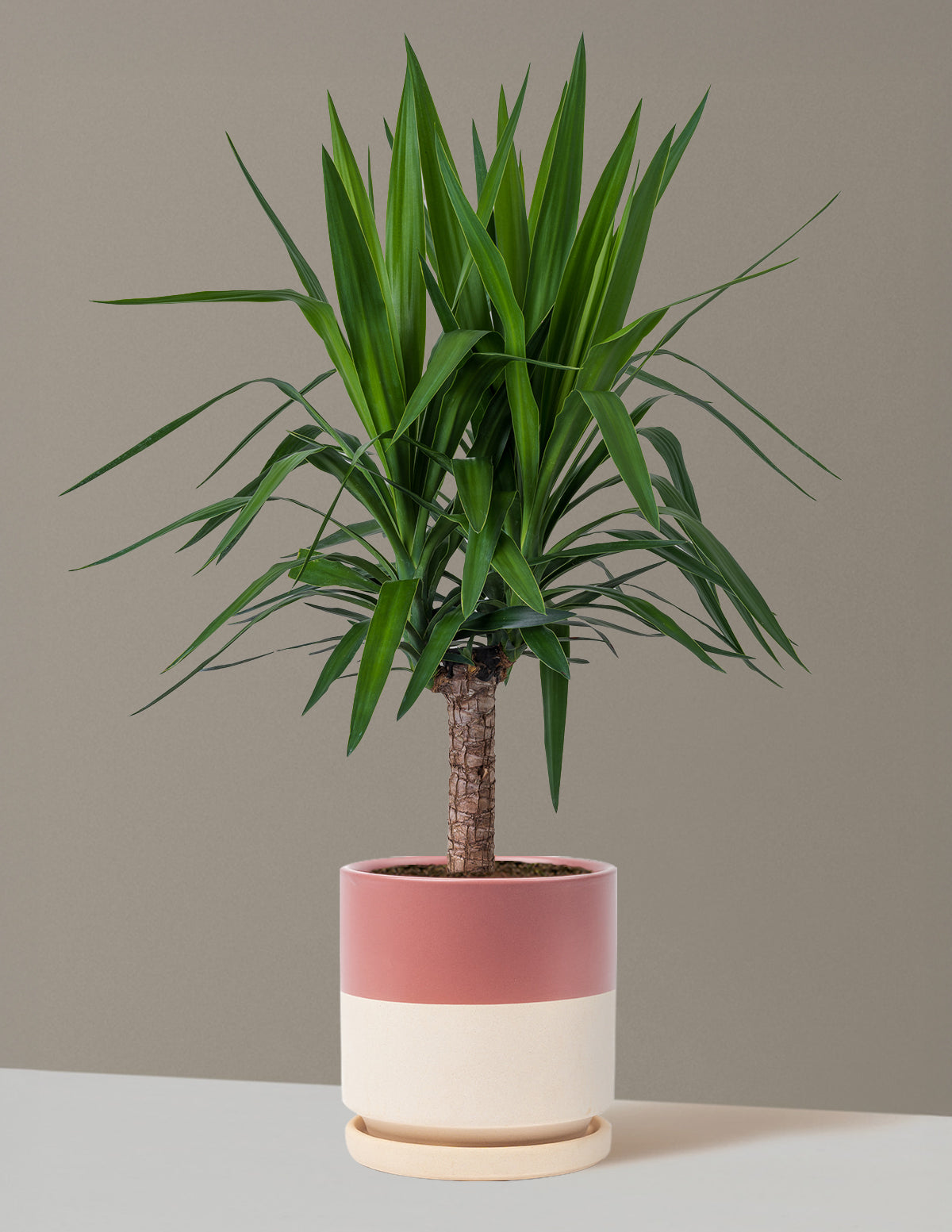 Large Yucca Plant | Tropical Houseplants for Delivery | The Sill