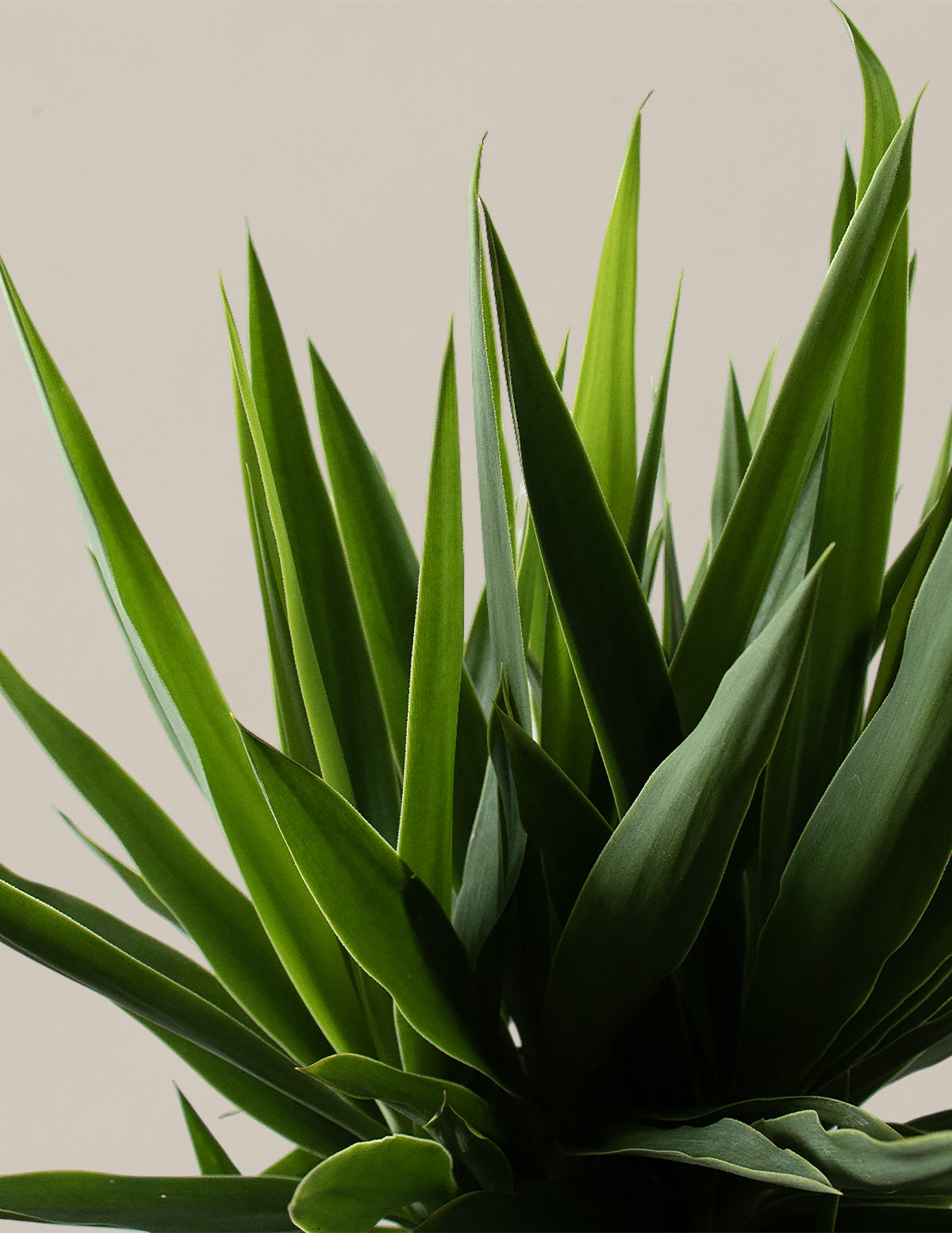 indoor yucca plant for sale Yucca Plant Single Stem