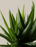 Yucca Plant Multi Stem
