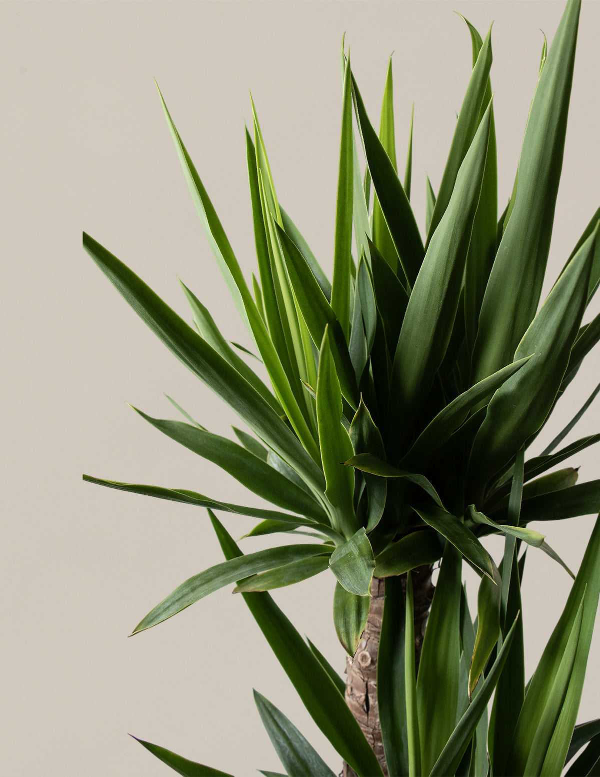Large Yucca Plant