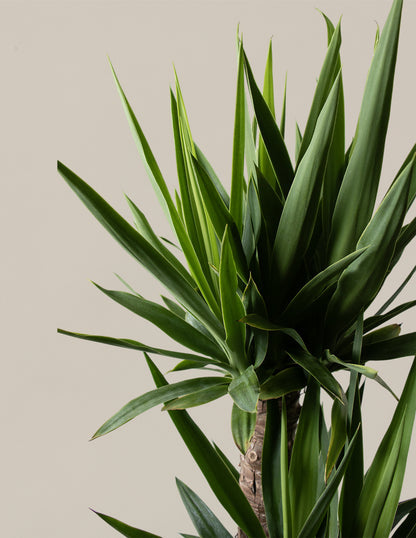 Large Yucca Plant