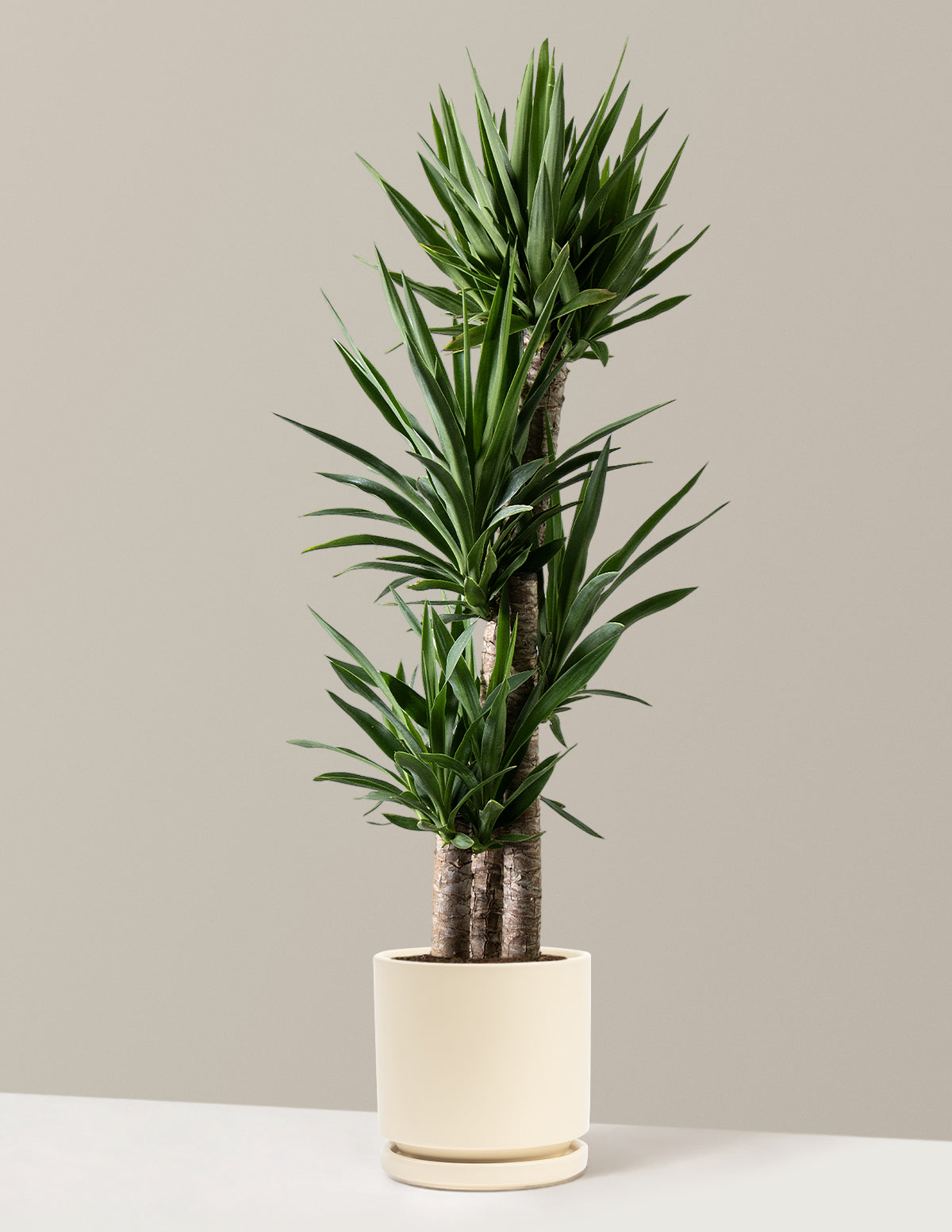 Large Yucca Plant