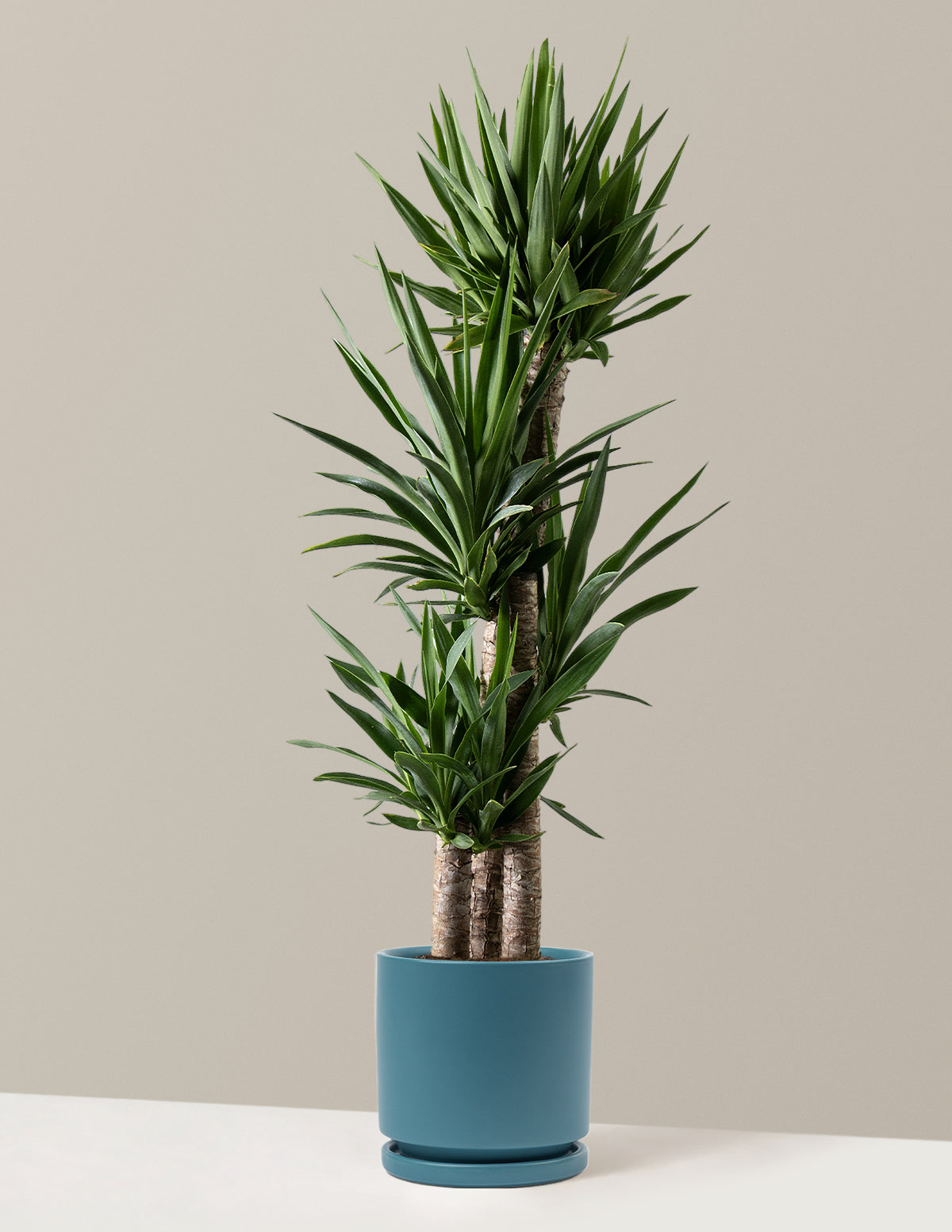 Large Yucca Plant