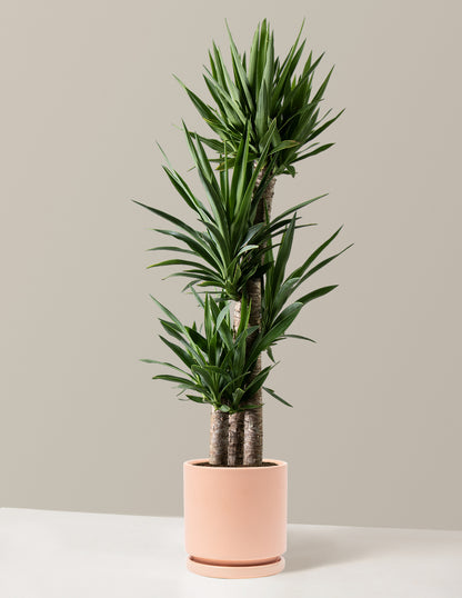 Large Yucca Plant