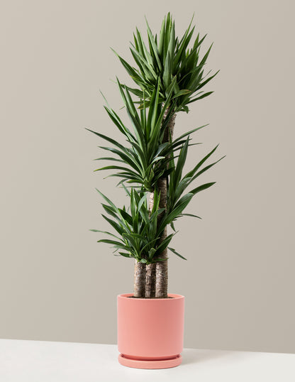 Large Yucca Plant