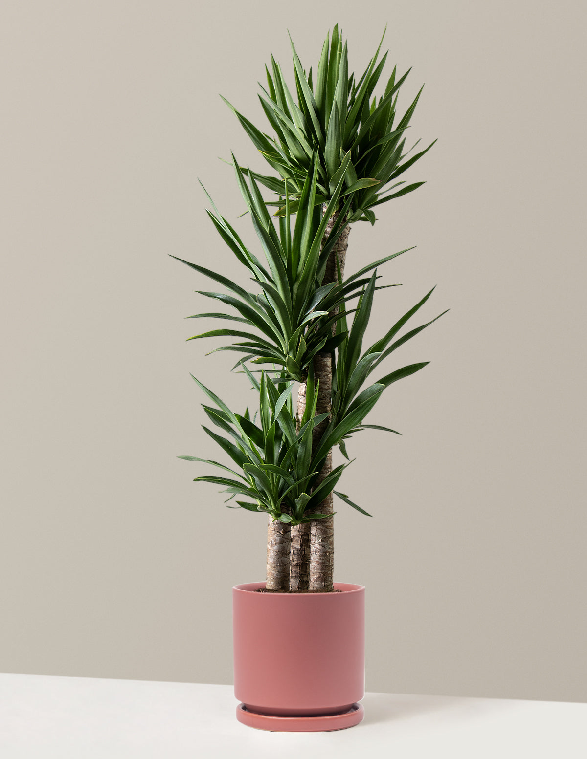 Large Yucca Plant