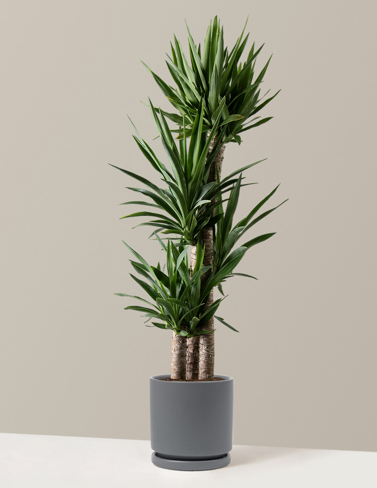 Large Yucca Plant