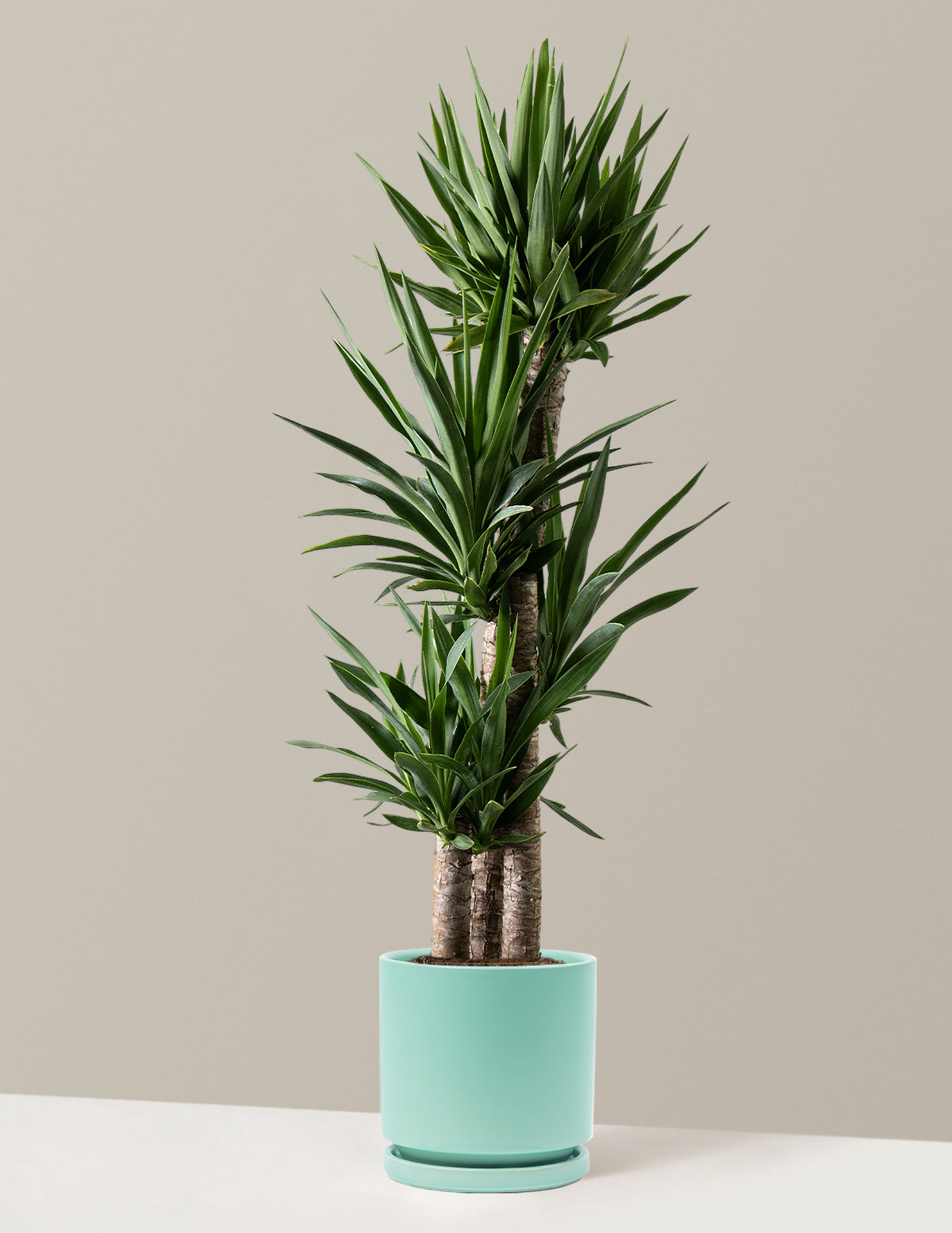 Large Yucca Plant