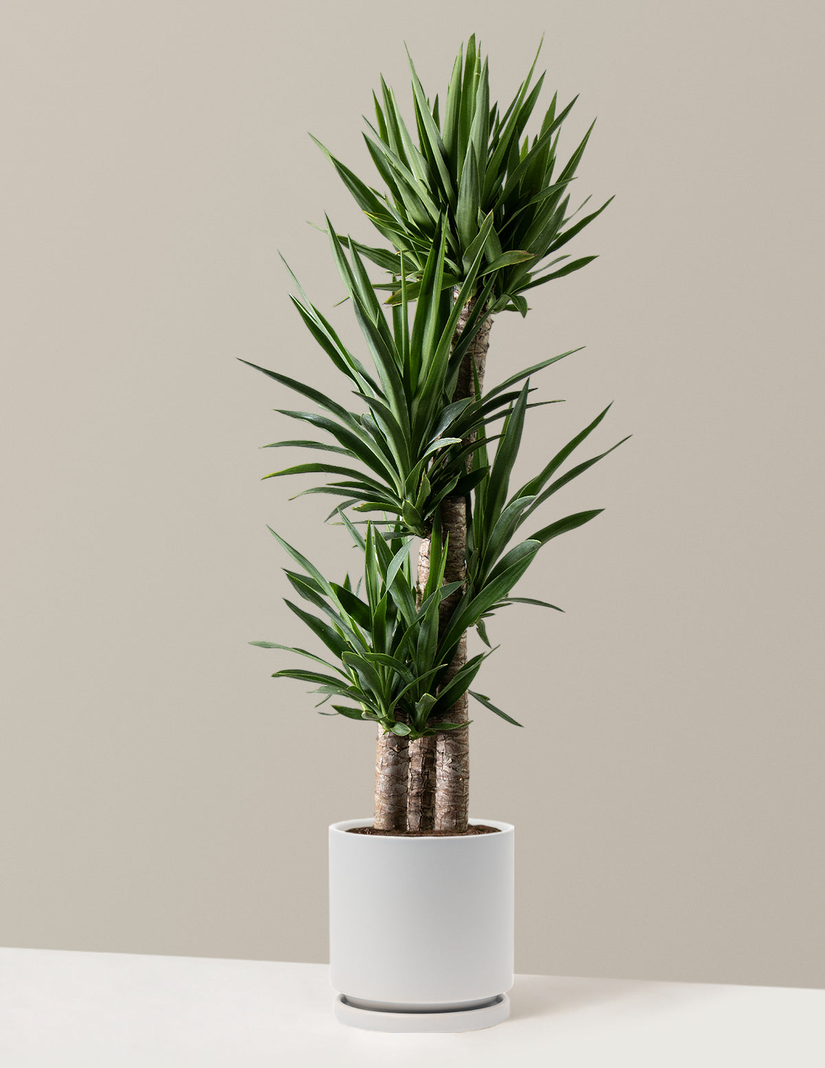 Large Yucca Plant