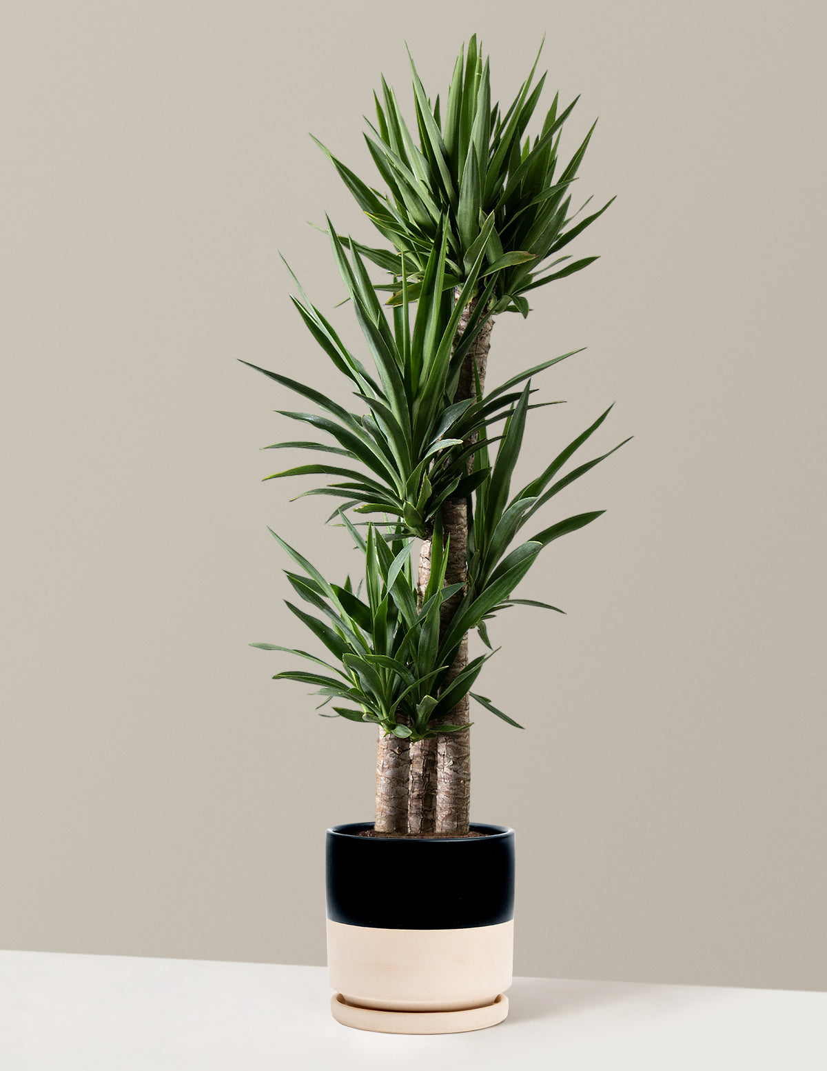 Large Yucca Plant