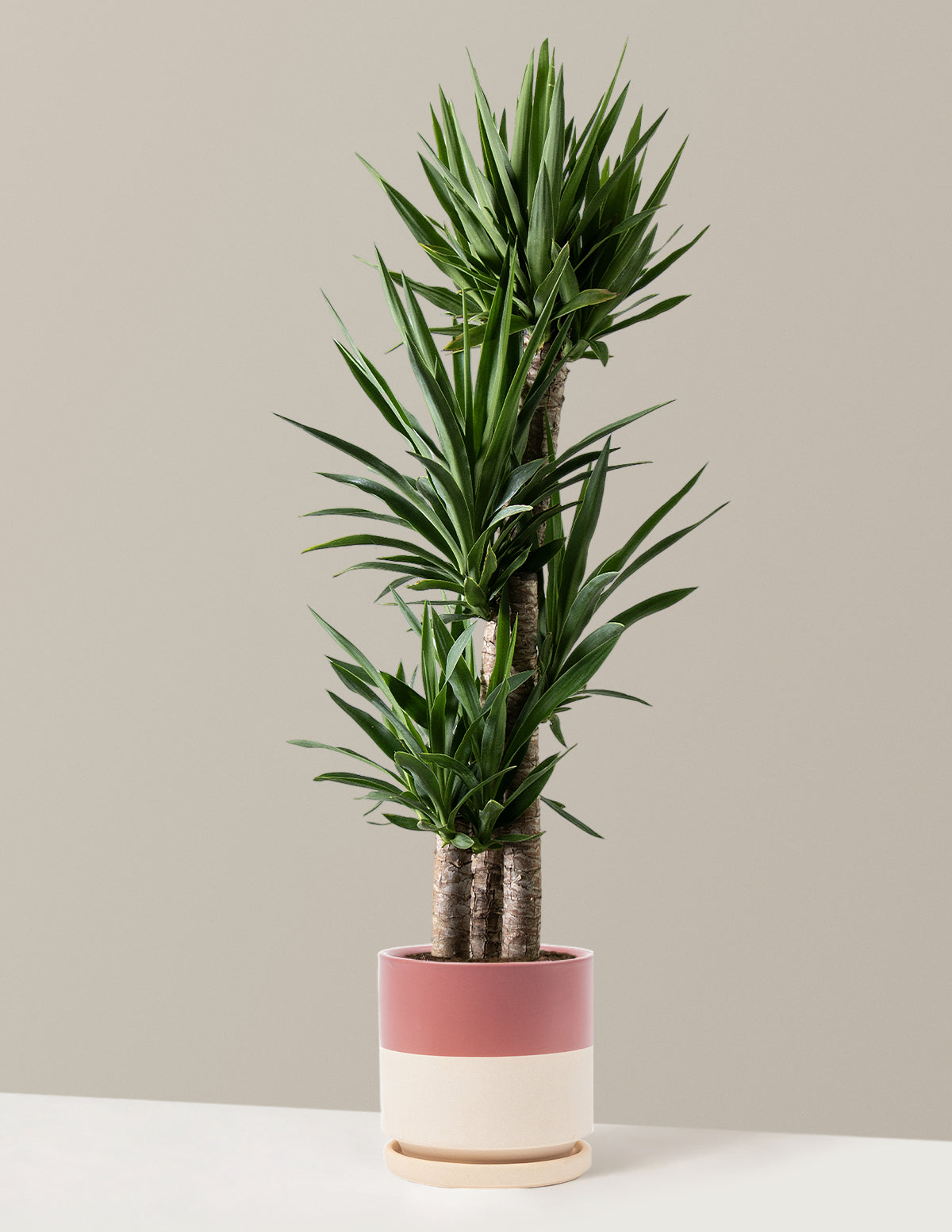 Large Yucca Plant