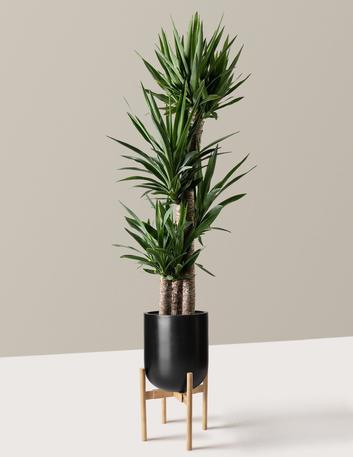 Yucca Plant Multi Stem