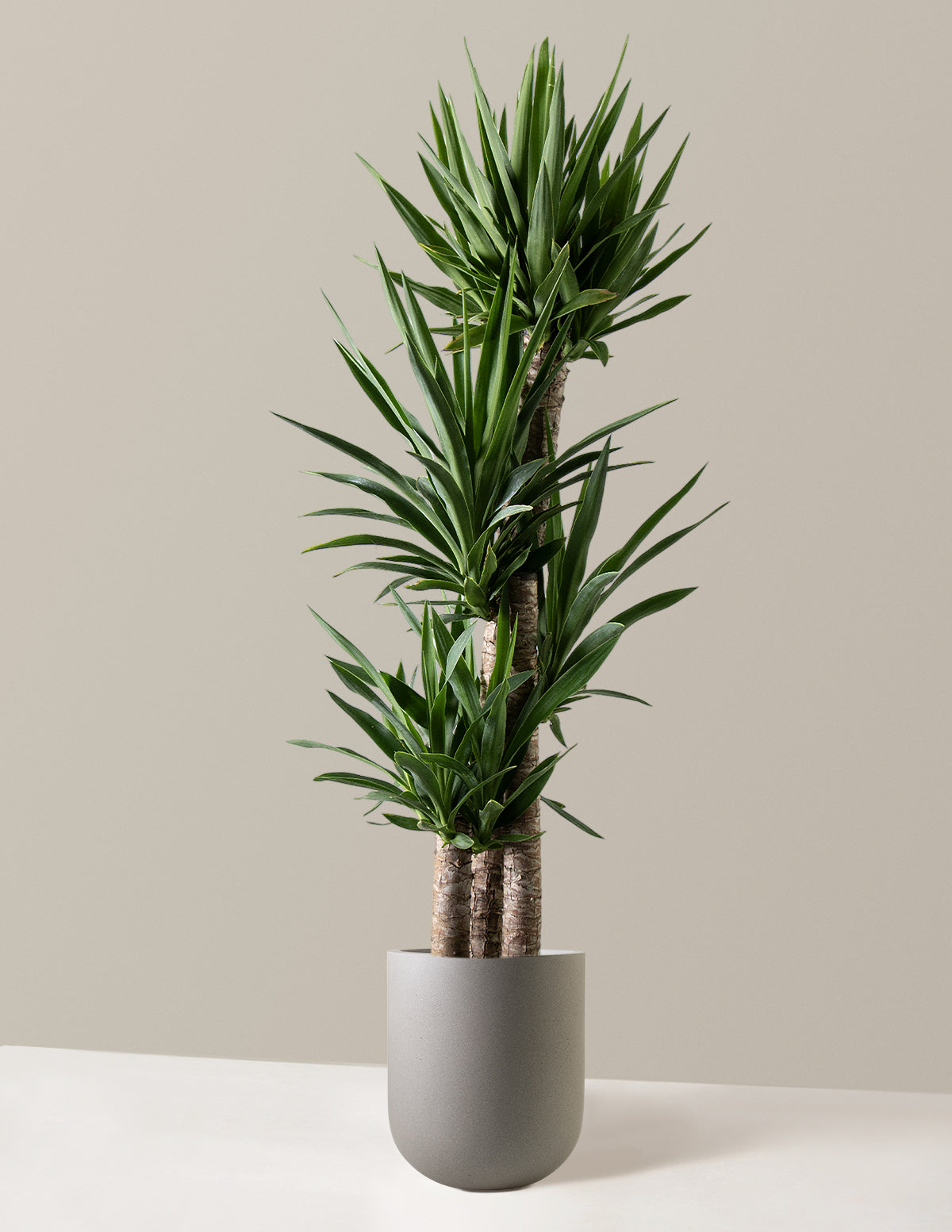 bundle | Extra Large Multi | Pallas | Cement Grey