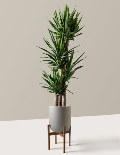 Yucca Plant Multi Stem