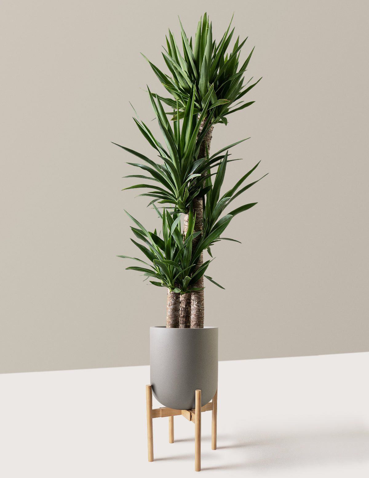 Yucca Plant Multi Stem