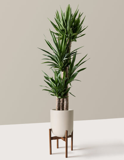 Yucca Plant Multi Stem