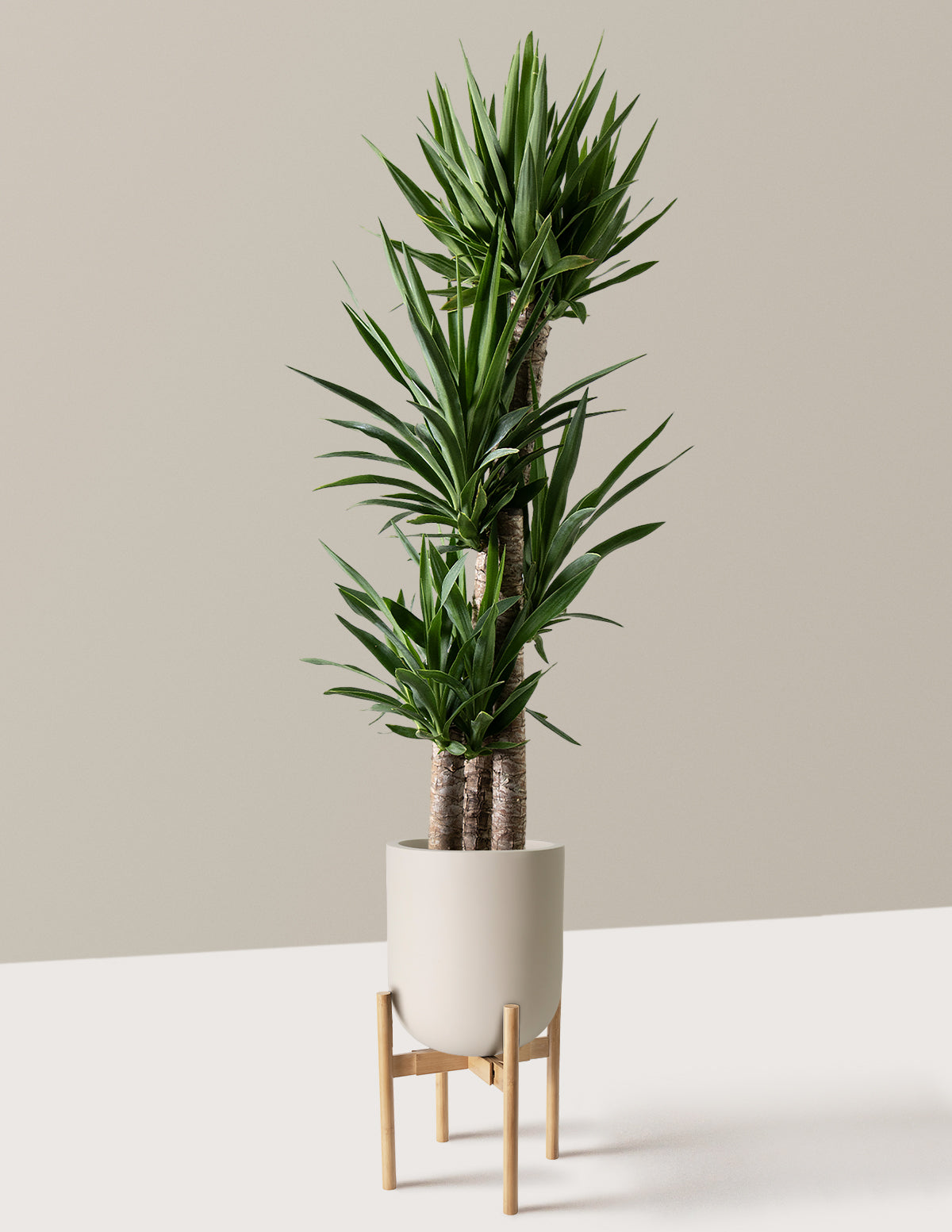 Yucca Plant Multi Stem