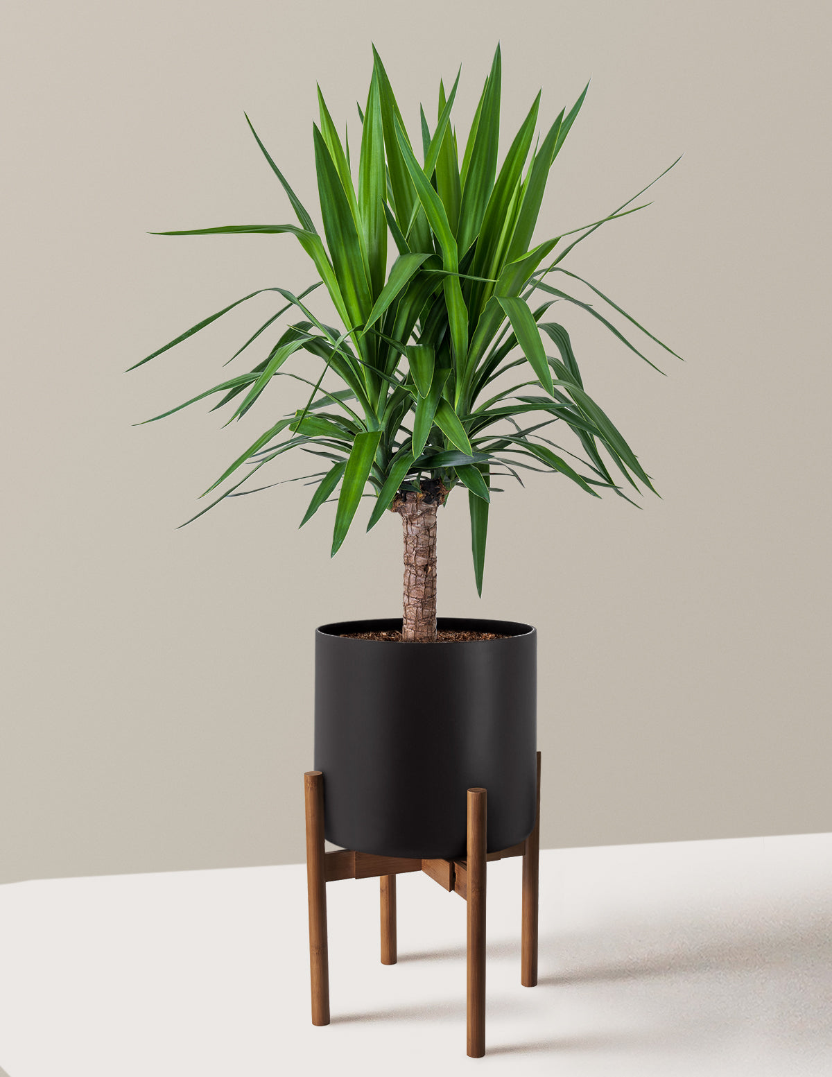Large Yucca Plant