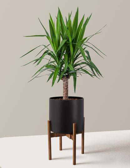 Large Yucca Plant