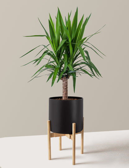 Large Yucca Plant