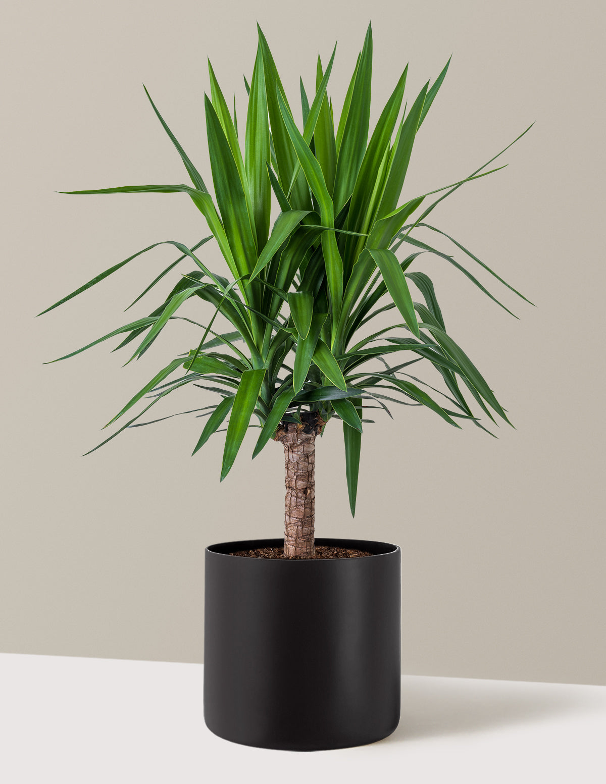 Large Yucca Plant