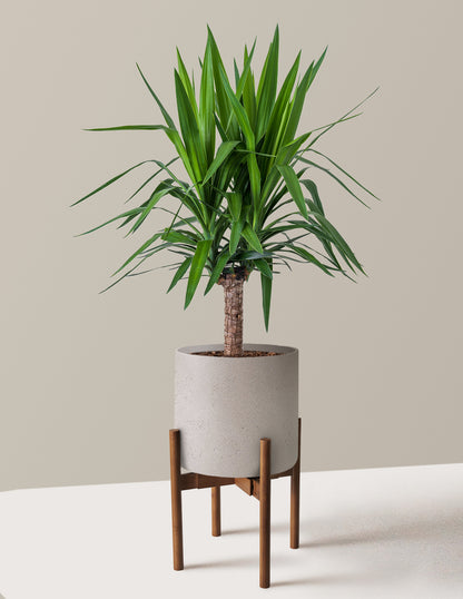 Large Yucca Plant