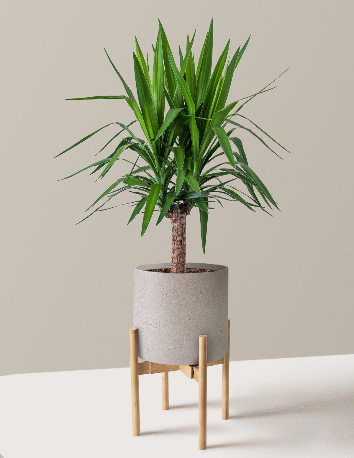 Large Yucca Plant
