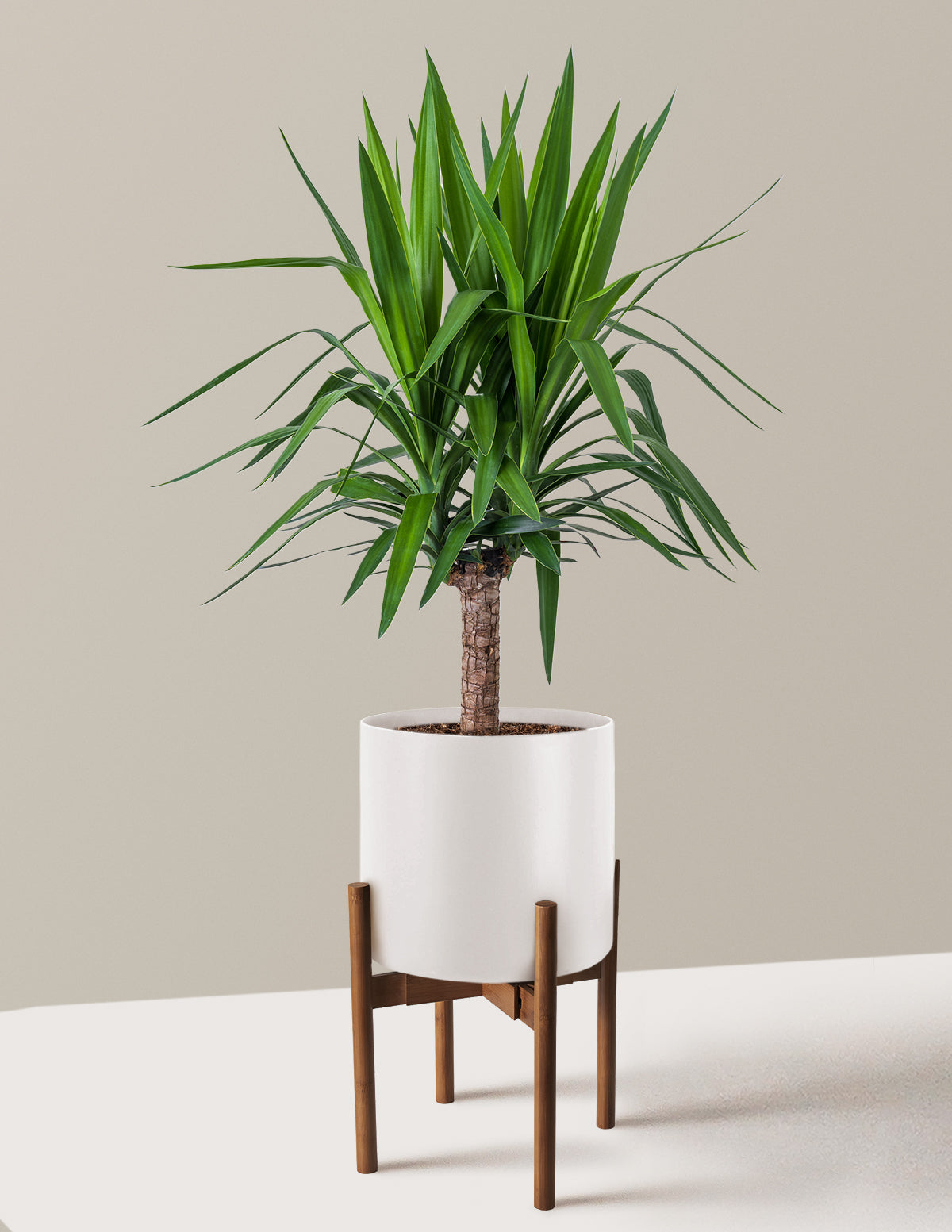 Large Yucca Plant