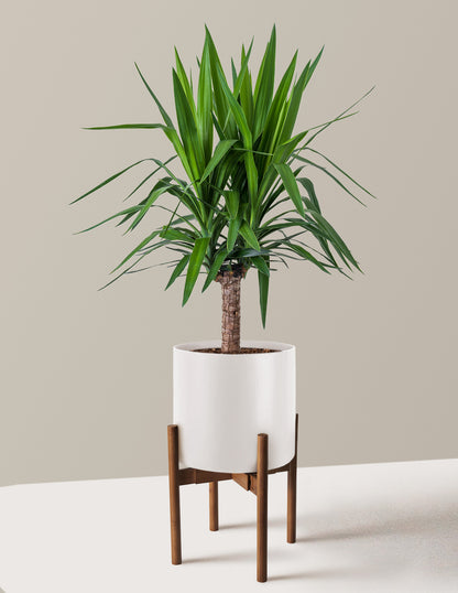 Large Yucca Plant