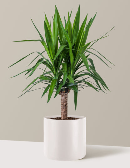 Large Yucca Plant