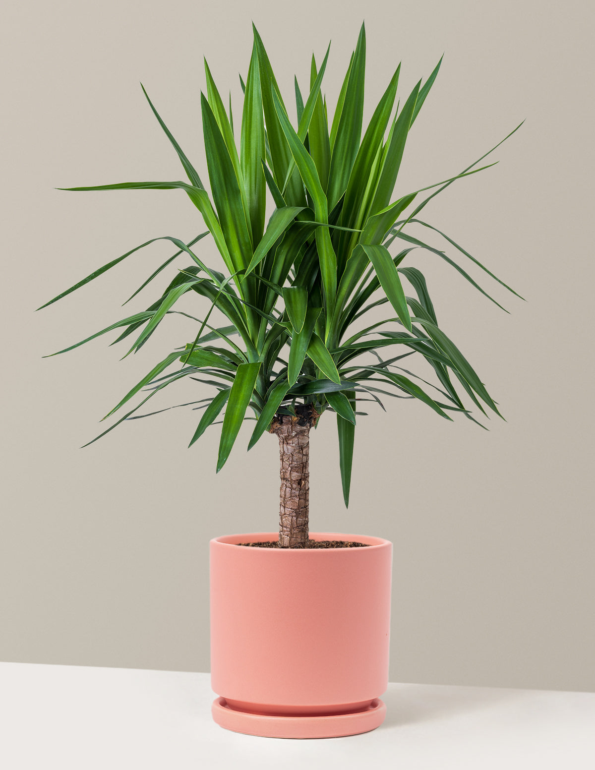 Large Yucca Plant