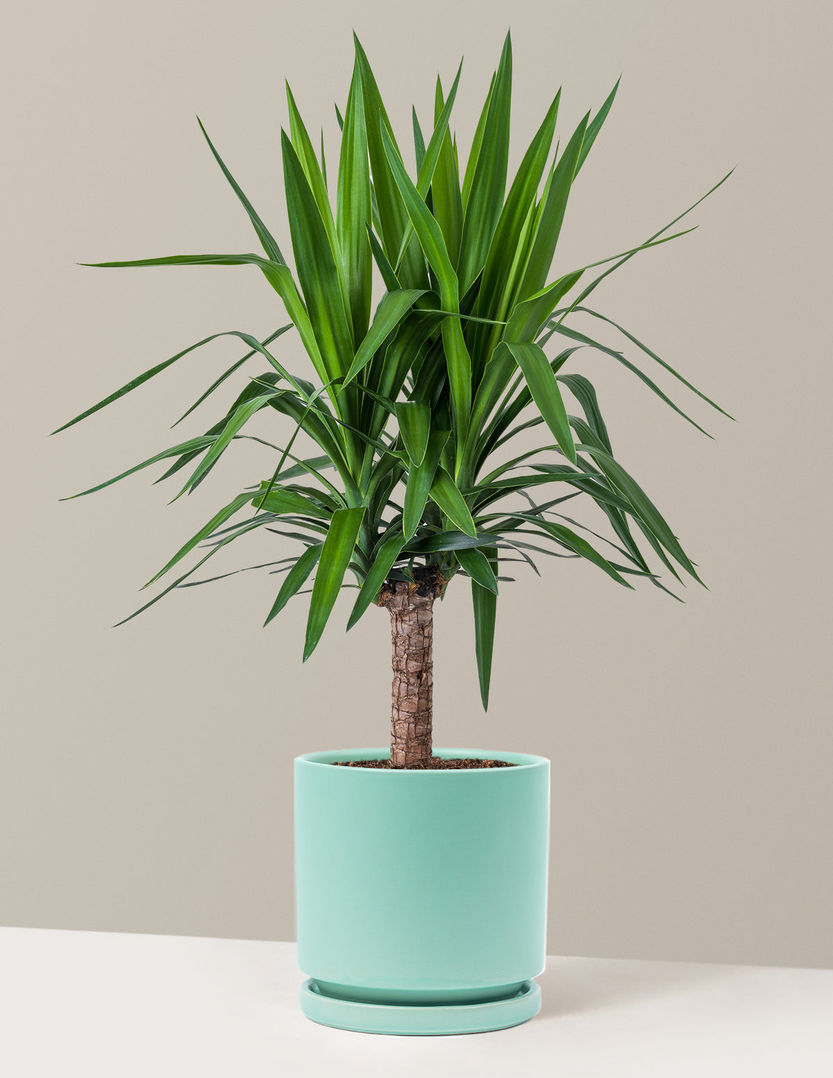 Large Yucca Plant