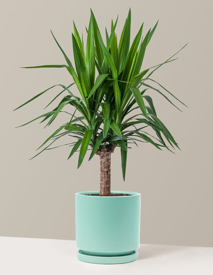 Large Yucca Plant